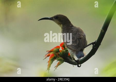 Ein lila Sonnenvogel (Cinnyris asiaticus), der im Sommer in indien auf einem Baumzweig, tropischem Wald, sitzt Stockfoto