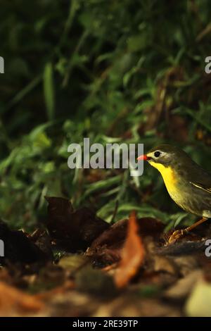 Eine wunderschöne rote Leiothrix (Leiothrix lutea), die auf einem Waldgrund sitzt. Der wunderschöne kleine Vogel befindet sich in der Gegend der Ausläufer des himalaya Stockfoto