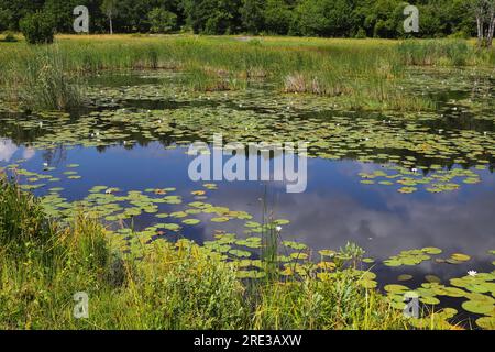Sommer am Teich mit Lilien und Schilf. Stockfoto