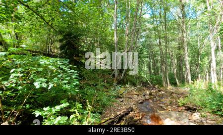 Waldquelle oder Wasserlauf im Sommer, grüne Fassade, große Bäume und Steine - Foto der Natur Stockfoto