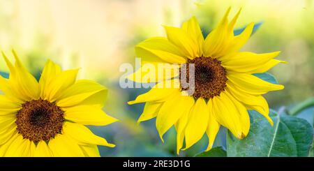 Zwei große blühende, leuchtend gelbe Sonnenblumenköpfe auf sonnigen Backgropp nähern sich. Wirklich gesundes Essen. Landwirtschaft. Nachhaltiger Verbrauch. Horizontale Form Stockfoto