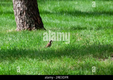 Turdus pilaris. Soor Fieldfare holt einen Wurm zum Füttern heraus. Drossel-Vogel hält Regenwurm am Schnabel Stockfoto