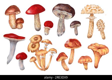 Herbstpilz-Clipart. Sammlung von essbaren großen und kleinen Waldpilzen. Botanische Illustration. Handgezeichnete isolierte Kunst. Stockfoto
