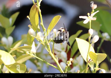 Zimmermannsbiene. Xylocopina. Große Zimmermannsbiene. Schwarzer Anthophila. Hummelbiene. Stockfoto