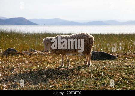 Schafe auf der Halbinsel Llachón am Titicacasee in Peru. Stockfoto