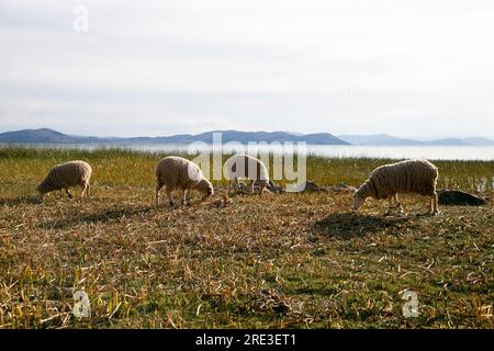 Schafe auf der Halbinsel Llachón am Titicacasee in Peru. Stockfoto