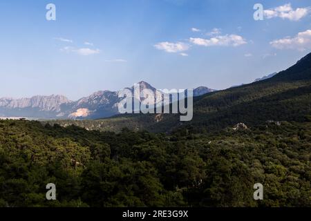 Seltener und gefährdeter libanesischer Zedernwald am Berg. Antalya, Türkei. Stockfoto