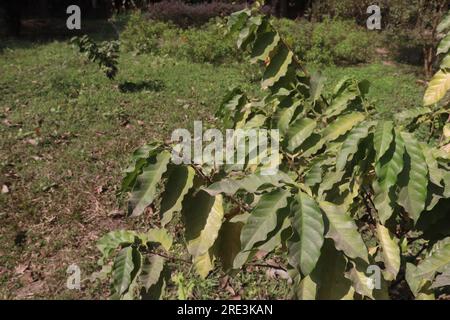 Kaffeebaumpflanze auf dem Bauernhof für die Ernte ist Barernte Stockfoto