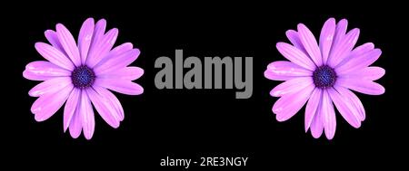 Violette afrikanische Gänseblümchen isoliert auf schwarzem Hintergrund Kopfzeile oder Webbanner Design. Stockfoto