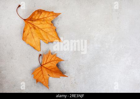 Wunderschöne Herbstblätter auf grunge-grauem Hintergrund mit Kopierbereich Stockfoto