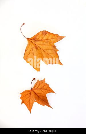 Wunderschöne Herbstblätter isoliert auf reinem Weiß. Stockfoto
