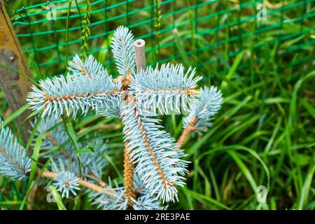 Abies procera Glauca, graue und blaue Kiefer Stockfoto