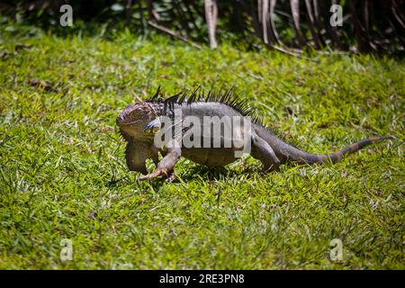 Black Iguana, Ctenosaura similis, in der Nähe der ANAM Ranger Station im Coiba Island Nationalpark, Provinz Veraguas, Pazifikküste, Republik Panama. Stockfoto