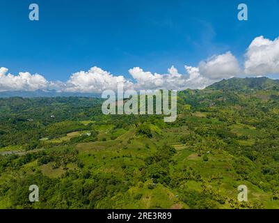 Frisches grünes Laub, tropische Pflanzen und Bäume im Bergregenwald. Blauer Himmel und Wolken. Mindanao, Philippinen. Stockfoto