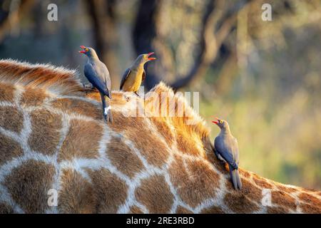 Giraffe (Giraffa camelopardalis) mit drei Rotschnabel-Oxpecker (Buphagus erythrorhynchus) am Hals, Kruger-Nationalpark, Südafrika. Stockfoto