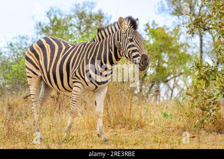 Plains Zebra (Equus quagga) auf Savanna mit Rotschnabeloxpecker (Buphagus erythrorynchus), Kruger-Nationalpark, Mpumalanga, Südafrika. Stockfoto