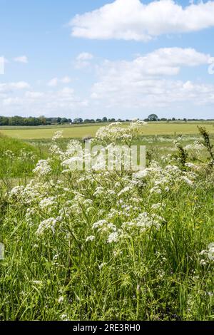 KuhPetersilie, Anthriscus sylvestris, die in der Landschaft Norfolks angebaut wird. Stockfoto