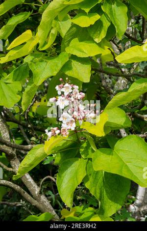 Blumen und große Blätter eines indischen Bohnenbaums, Catalpa bignonioides. Stockfoto