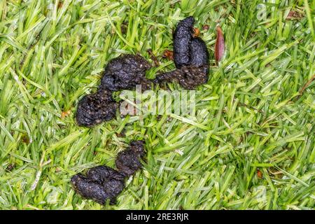 Schorf des westlichen Igels, Erinaceus europaeus. Stockfoto