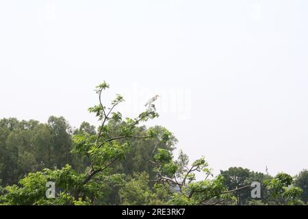 Möwen halten sich zum Angeln an den Bäumen im See Stockfoto