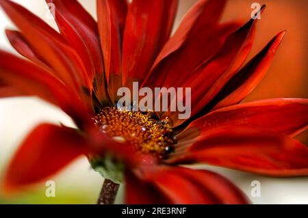 Rotes orangefarbenes afrikanisches Barberton-Gänseblümchen-Makrobild. Wunderschönes Nahtfoto mit roter orangefarbener Gänseblümchenblume Stockfoto