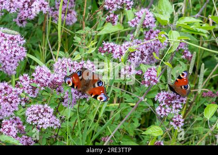 Farbenfrohe Pfau-Schmetterlinge (Aglais io), die im Sommer in Hampshire, England, Großbritannien, auf marjoranfarbenen Wildblumen in Kreide-Unterland-Habitat saßen Stockfoto