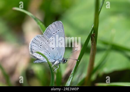 Kleiner blauer Schmetterling (Cupido minimus), Großbritannien Stockfoto