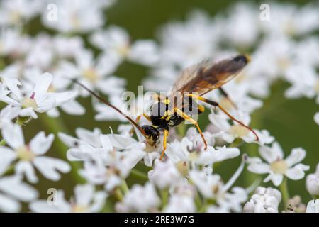 Eine Ichneumon-Wespe, einzelne Wespenarten, Bestäuber, Bestäuber, auf einer Umbellifer-Blume, Hampshire, England, Großbritannien Stockfoto