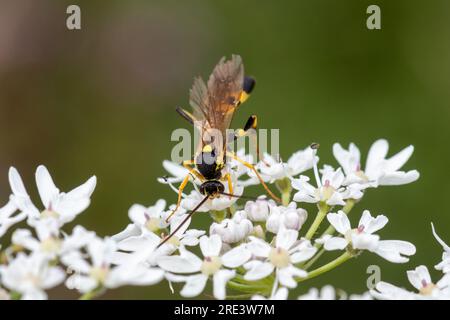 Eine Ichneumon-Wespe, einzelne Wespenarten, Bestäuber, Bestäuber, auf einer Umbellifer-Blume, Hampshire, England, Großbritannien Stockfoto