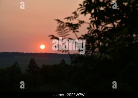 Wunderschöner Sonnenuntergang am Abend vor dem Hintergrund dunkler Ascheblätter. Schatten von Blättern im Hintergrund eines farbenfrohen Sonnenuntergangs. Verschwommener Hintergrund. Stockfoto