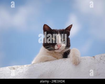 Katzen liegen auf den Dächern der weißen Häuser der Stadt Lindos. Streunende oder wilde Katzen auf der Insel Rhodos in Griechenland. Historisches Wahrzeichen in der Altstadt. Stockfoto