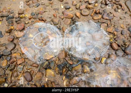 Die Überreste von zwei kristallklaren Quallen an einem Kieselstrand in Bawdsey, Suffolk Stockfoto