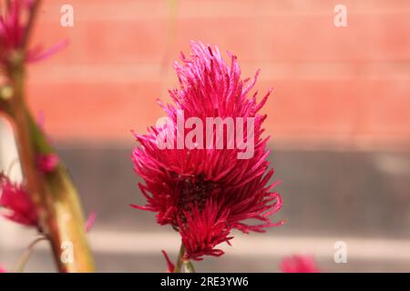 Celosia argentea, gemeinhin bekannt als Kammmuschel oder Kammmuschel aus Silberhahn, Stockfoto