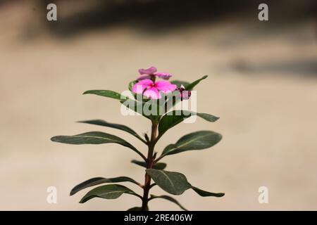 Catharanthus roseus, gemeinhin bekannt als leuchtende Augen, Cape Periwinkle, Friedhofsanlage, Madagaskar Periwinkle, alte Jungfer, Rosa Perlblüte Stockfoto