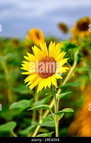 Wunderschöne gelbe Blume in einer Sommerlandschaft. Sonnenblumenkopf auf einem unscharfen natürlichen Hintergrund. Foto mit geringer Schärfentiefe. Stockfoto