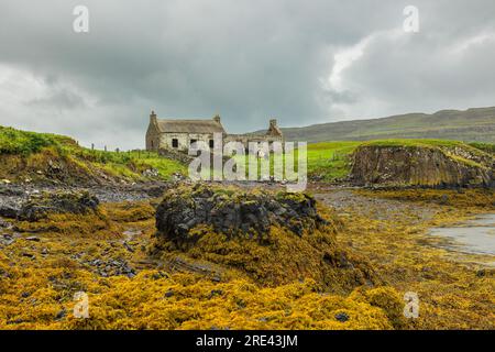 Verfallenes Croft House, das als Kuhstall auf der Insel Canna, Schottland, an einem nassen, stürmischen Tag mit Galloway-Kühen und mit Seetang bedeckten Felsen genutzt wurde. Stockfoto