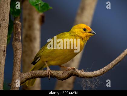 Der Saffron Finch, wissenschaftlich als Sicalis flaveola bekannt, ist ein lebendiger und fröhlicher Vogel, der in Südamerika heimisch ist. Mit seinem markanten gelben Gefieder Stockfoto