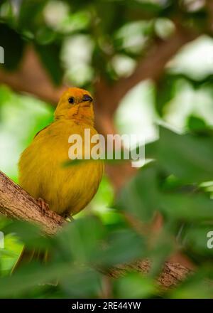 Der Saffron Finch, wissenschaftlich als Sicalis flaveola bekannt, ist ein lebendiger und fröhlicher Vogel, der in Südamerika heimisch ist. Mit seinem markanten gelben Gefieder Stockfoto