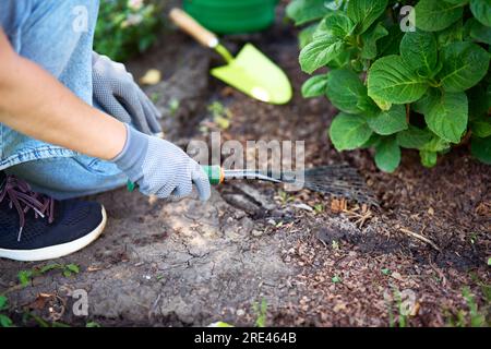 Das abgeschnittene Bild einer Gärtnerin, die im Garten Blumenbeete putzt und den Dreck harkt, bereitet den Boden für das Setzen von Blumen vor. Gartenarbeit und fl Stockfoto