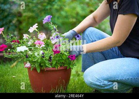 Zugeschnittenes Bild einer Frau, die Blumen im Garten pflanzt, Nahaufnahme. Gartenbau und Blumenzucht. Blumenpflegekonzept Stockfoto