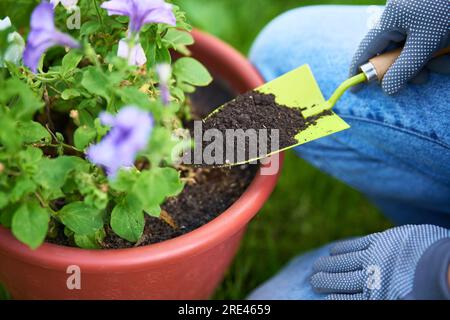 Zugeschnittenes Bild einer Frau, die Blumen im Garten pflanzt, Nahaufnahme. Gartenbau und Blumenzucht. Blumenpflegekonzept Stockfoto
