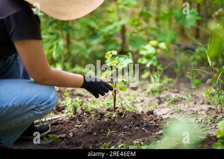 Pflanzen, Frühlingsbehandlungen. Eine Frau schneidet im Garten den grünen Strauß mit einem Haarschneider. Konzept für Garten, Landwirtschaft und Pflanzung. Stockfoto