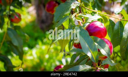 Ein paar Nektarinen-Pfirsiche wachsen auf dem Baum Stockfoto