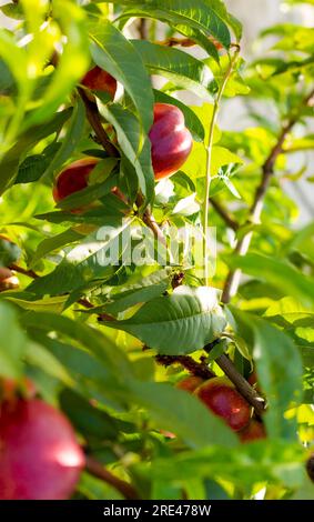 Nektarinen-Pfirsiche wachsen im Sonnenlicht auf Bäumen Stockfoto