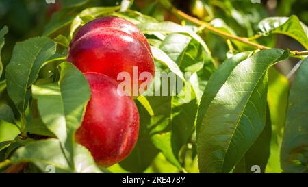 Ein paar Nektarinen-Pfirsiche im Sonnenlicht Stockfoto