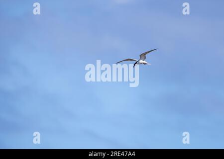 Sterna hirundo, Seewolf fliegt unter blauem Himmel an einem sonnigen Tag Stockfoto