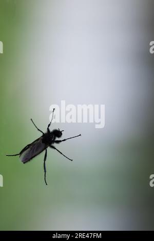 Die schwarze Fliege befindet sich auf einem Fensterglas auf einem unscharfen grünen Hintergrund, Makrofoto mit selektivem Weichzeichner Stockfoto