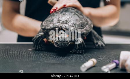 Kunde begleitet sein Haustier beim Arzttermin in der Tierklinik. Regelmäßiger Gesundheitscheck für Haustiere Stockfoto