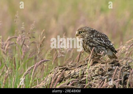 Kleine Eule Stockfoto