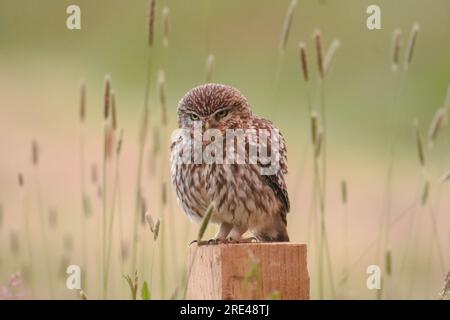 Kleine Eule Stockfoto